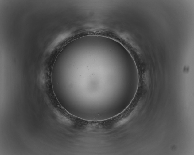 X0000096661447200802051207