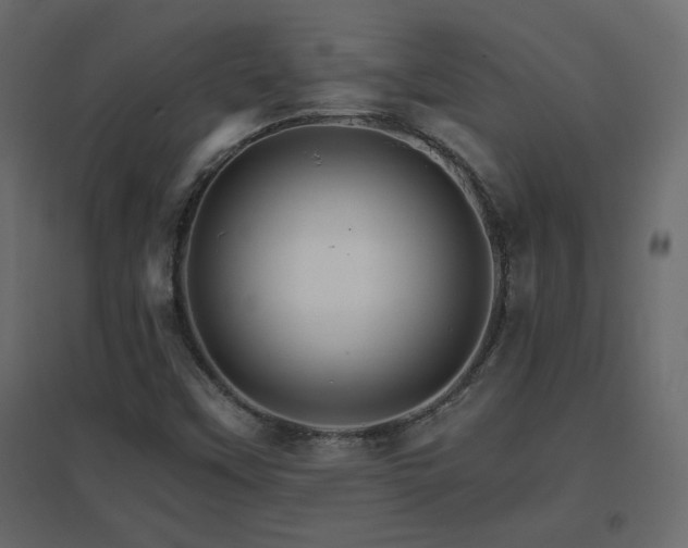X0000096661451200802051207