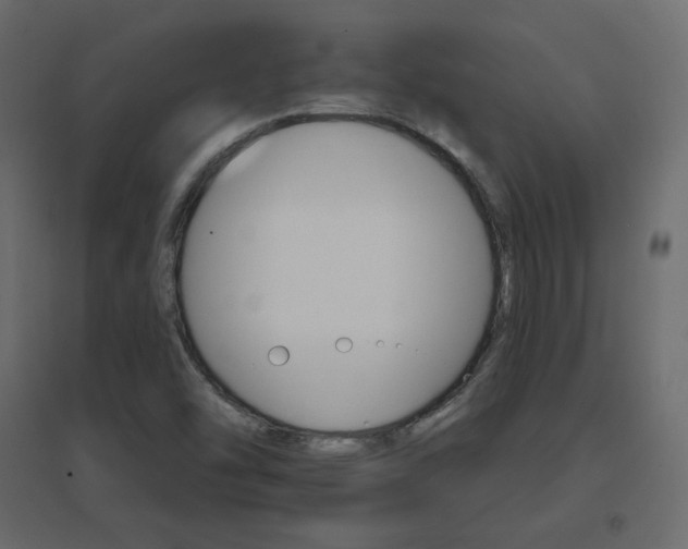 X0000096661454200802051207