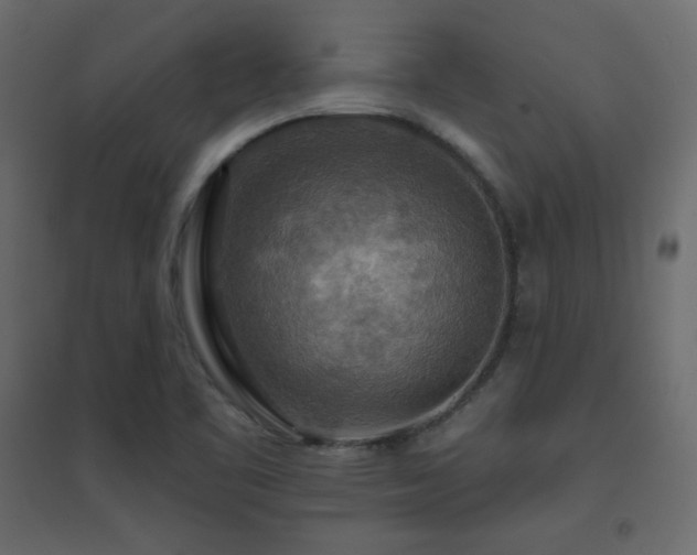 X0000096661461200802051207