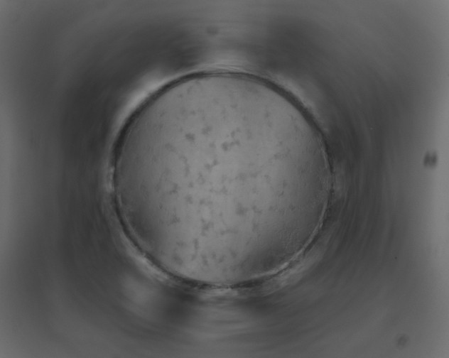X0000096661462200802051207