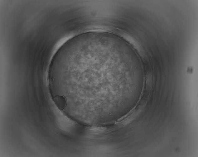 X0000096661466200802051207