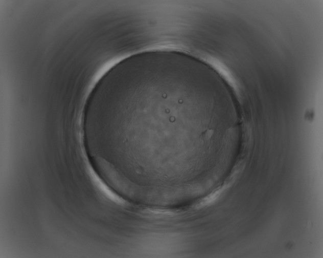 X0000096661468200802051207