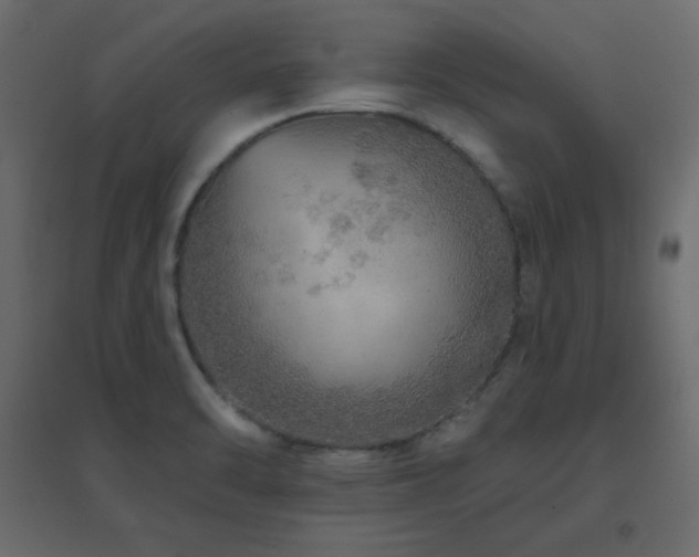 X0000096661470200802051207