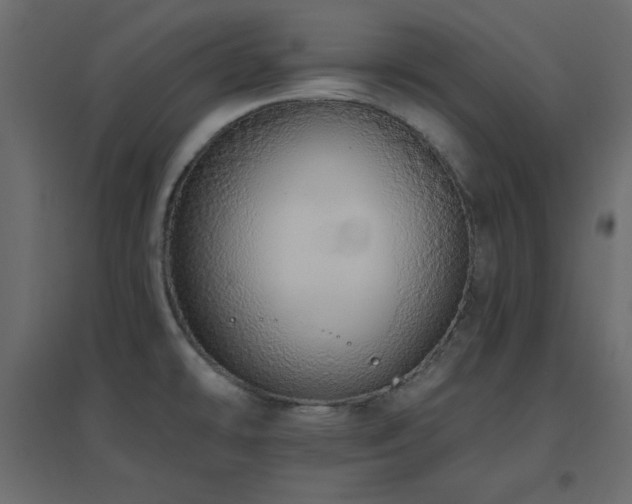X0000096661478200802051207