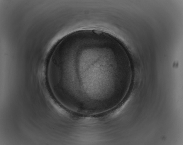 X0000096661506200802051206