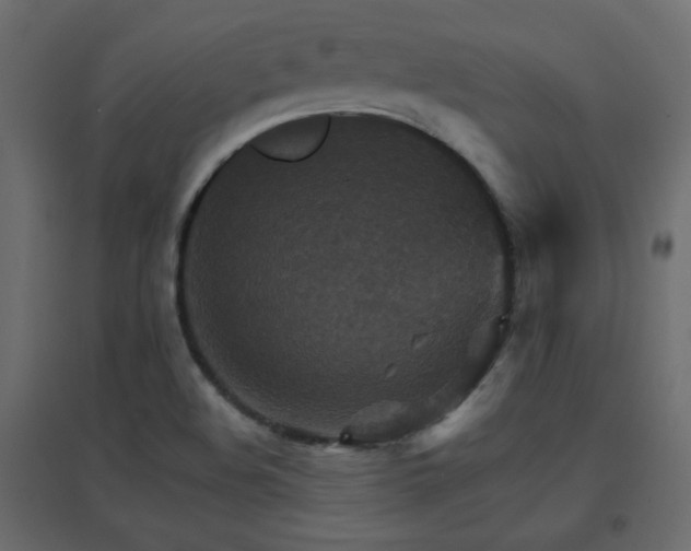 X0000096661508200802051206