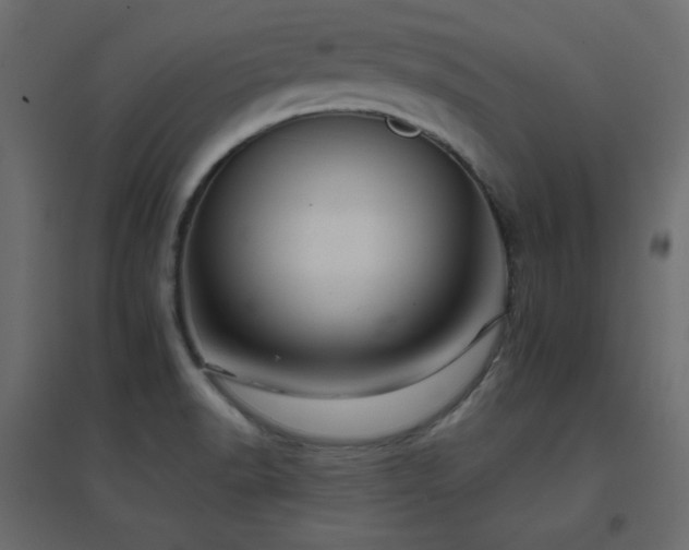 X0000096661518200802051206