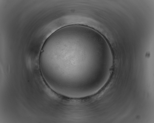 X0000096661521200802051206