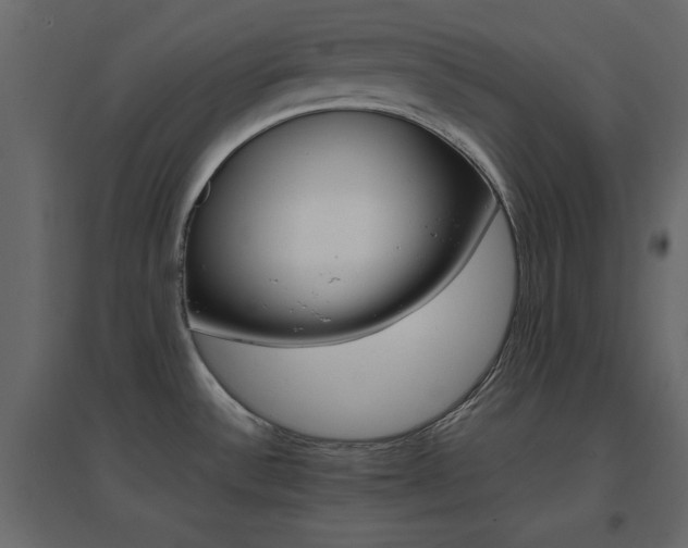 X0000096661532200802051206