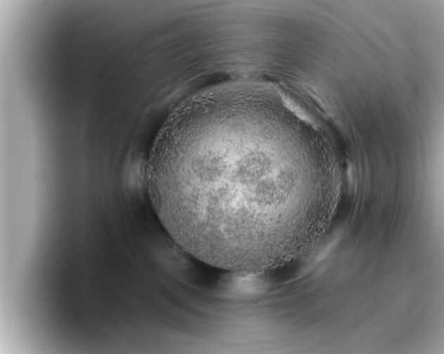 X0000096660093200802121139