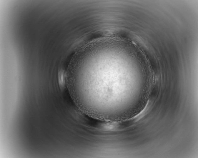 X0000096660094200802121139