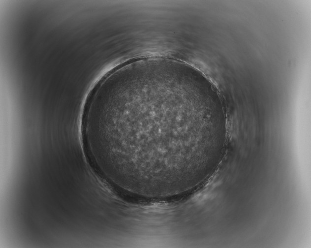 X0000096660196200802121137