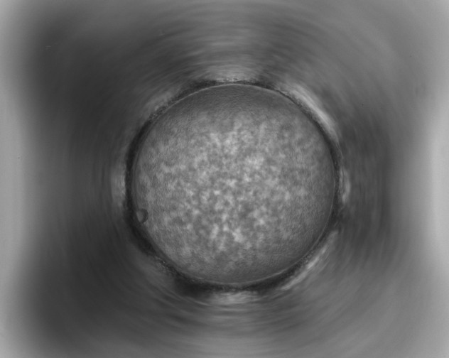 X0000096660202200802121137