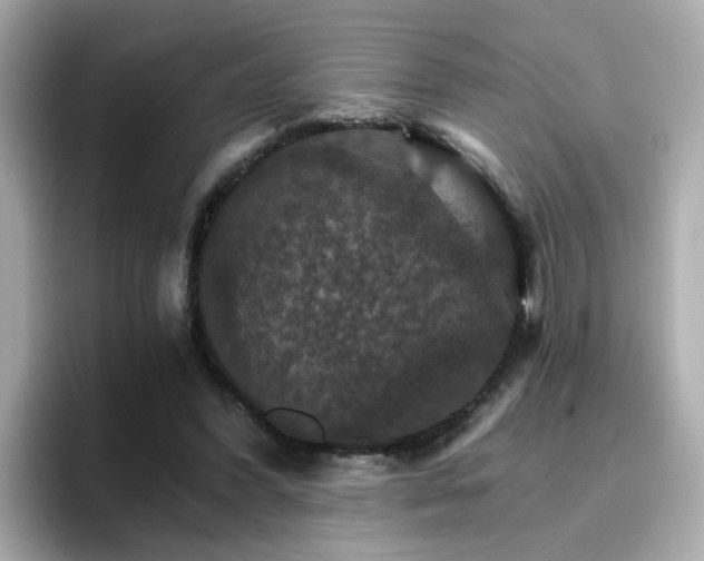 X0000096660396200802121135