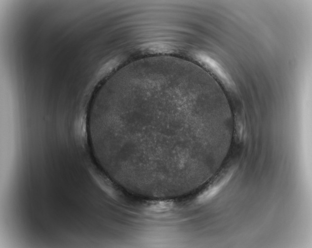 X0000096660398200802121135