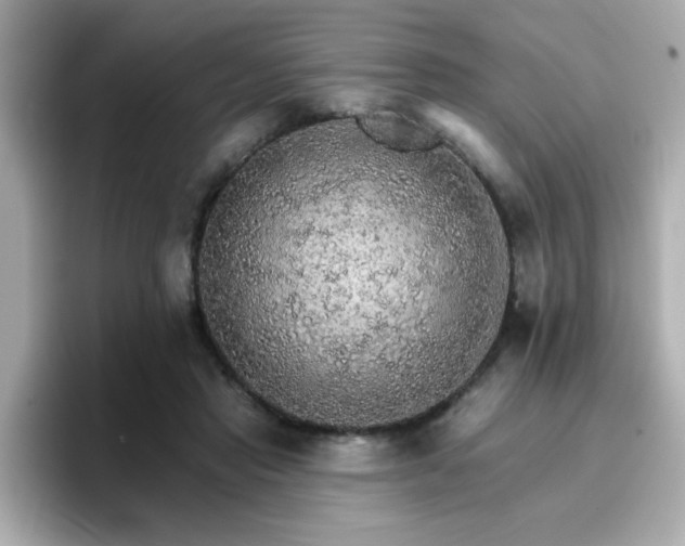 X0000096660453200802121134