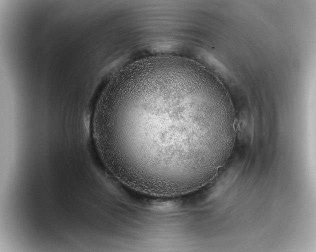 X0000096660454200802121134