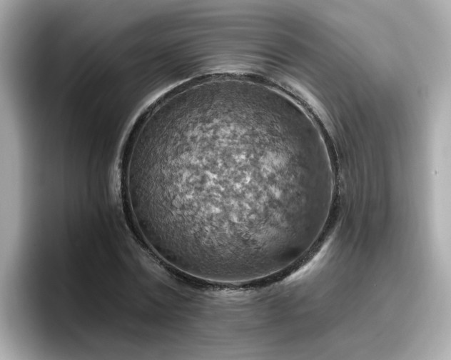 X0000096660779200802121130