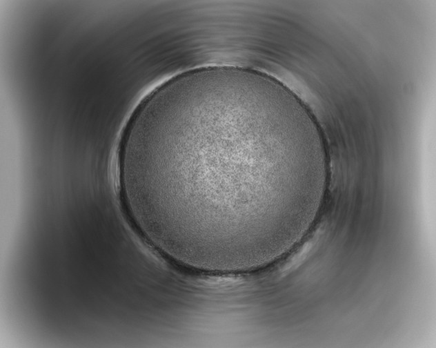 X0000096660838200802121129