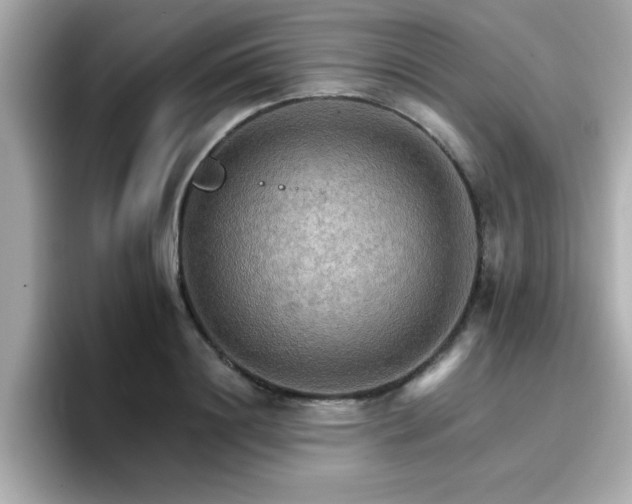 X0000096660844200802121129