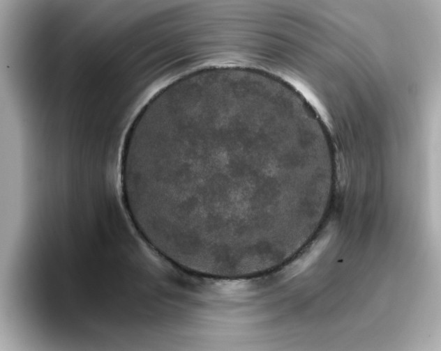 X0000096660845200802121129