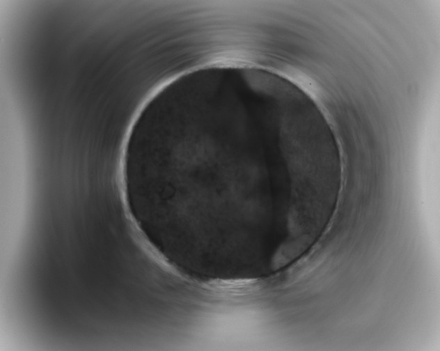 X0000096660864200802121129