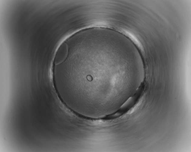 X0000096660944200802121128