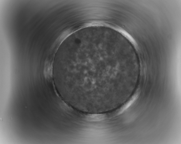 X0000096660953200802121128