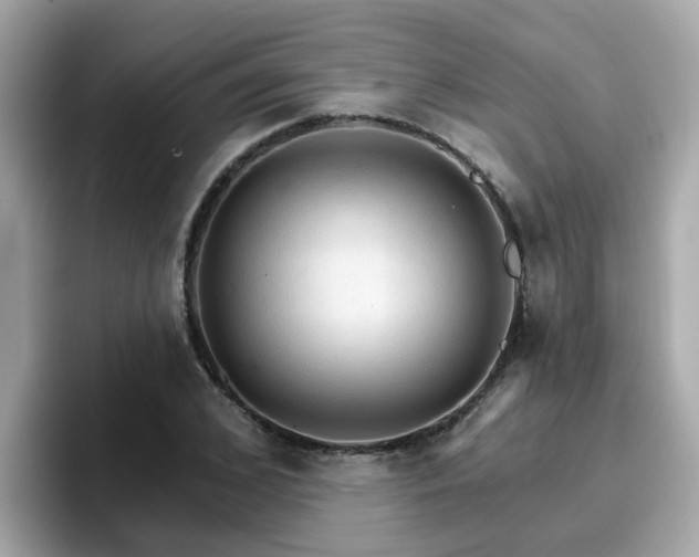 X0000096660976200802121127