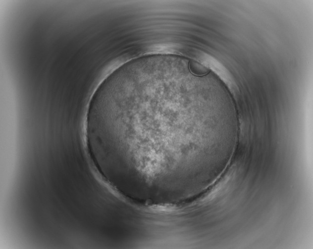 X0000096660994200802121127