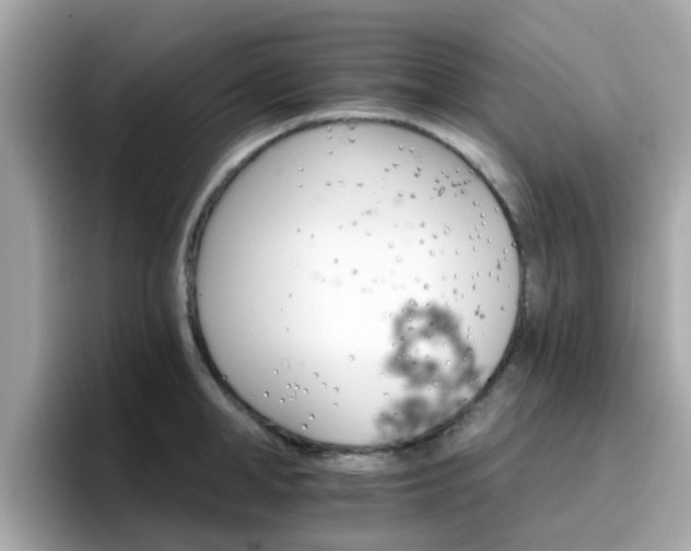 X0000096660998200802121127