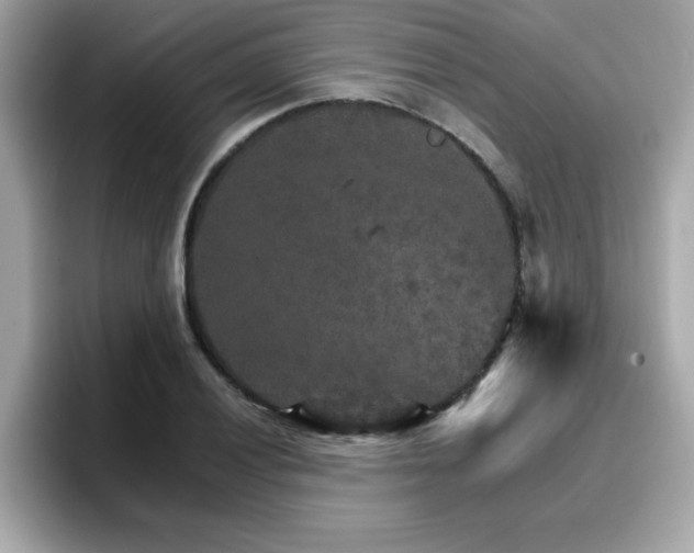 X0000096661028200802121126