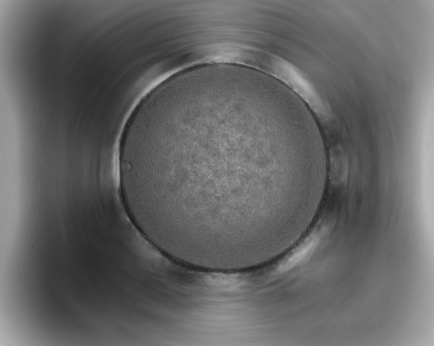 X0000096661036200802121126