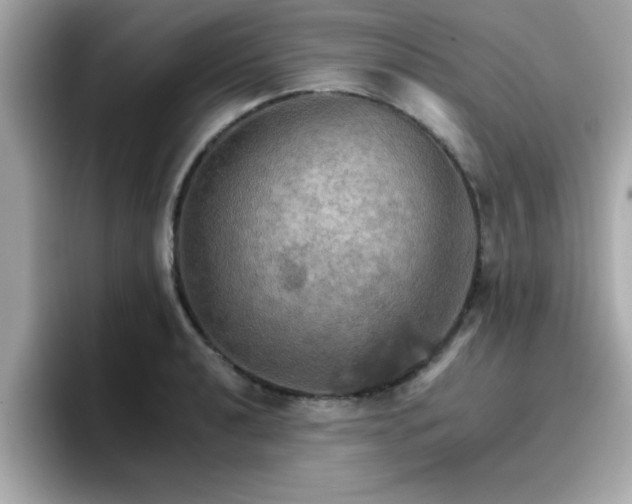 X0000096661040200802121126