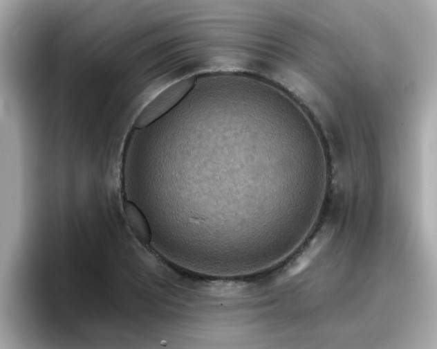 X0000096661081200802121126