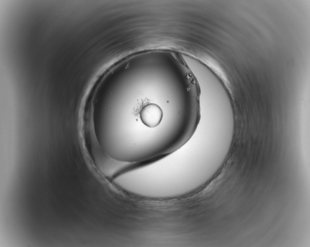 X0000096661088200802121126