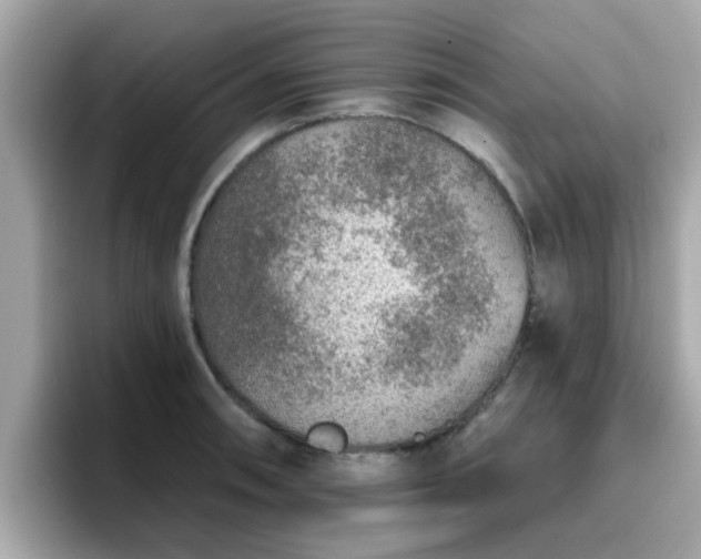 X0000096661090200802121125