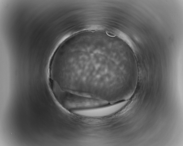 X0000096661095200802121125