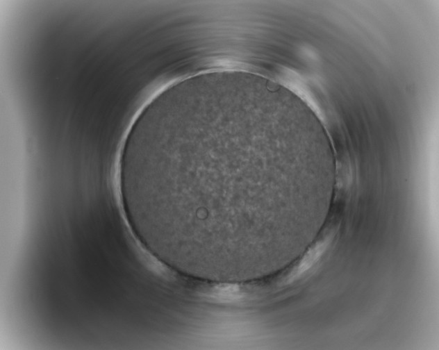 X0000096661098200802121125