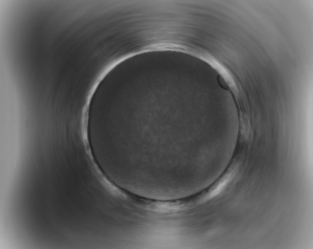 X0000096661102200802121125