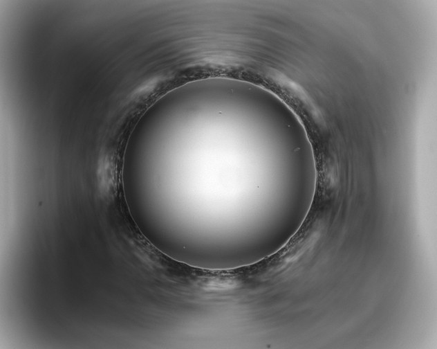 X0000096661110200802121125