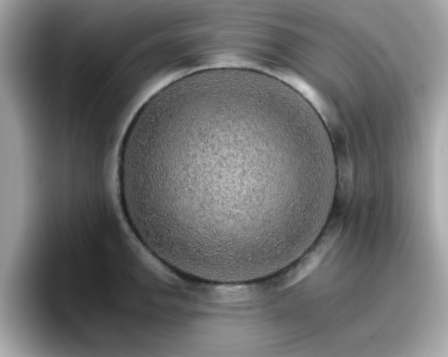 X0000096661142200802121125