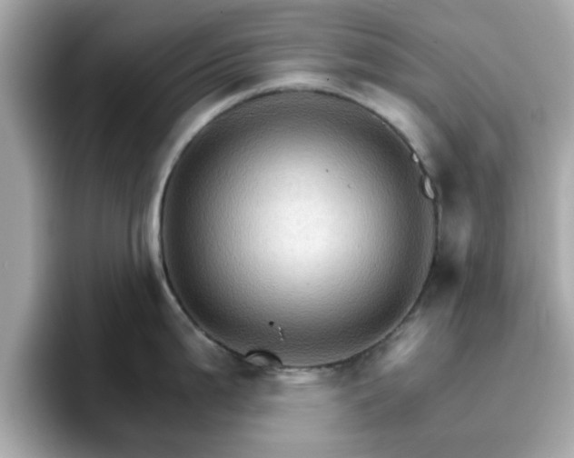 X0000096661199200802121124