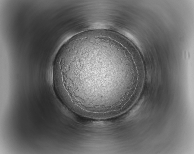 X0000096661227200802121124