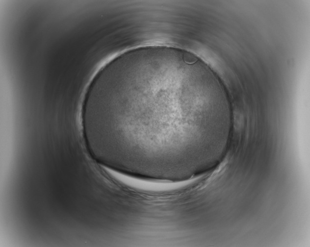 X0000096661230200802121124