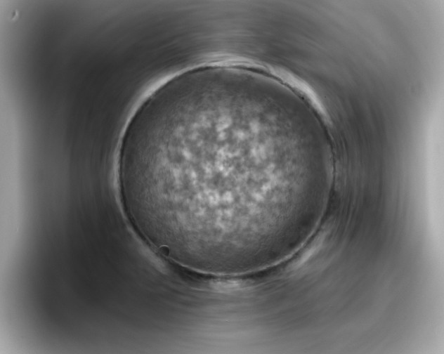 X0000096661231200802121124