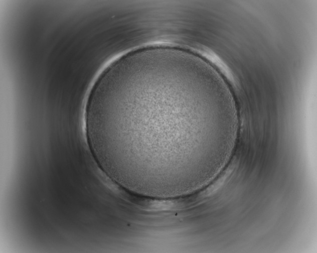 X0000096661232200802121124