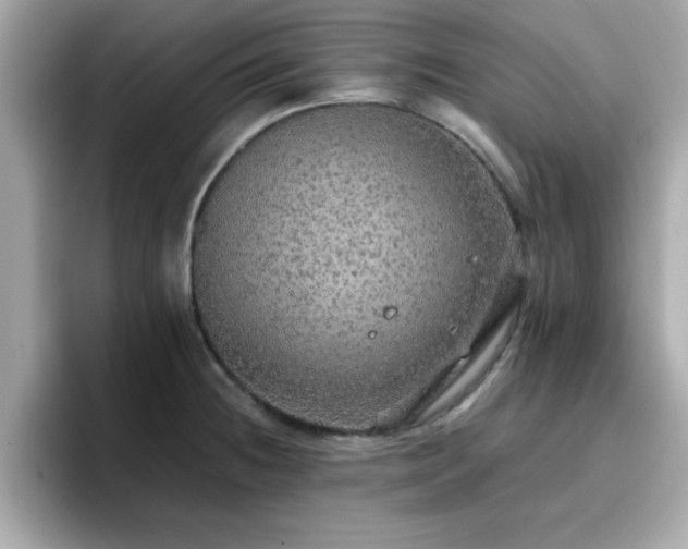 X0000096661236200802121124