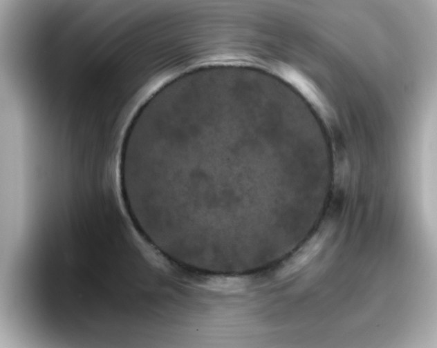 X0000096661237200802121124